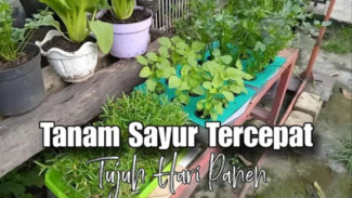 Cara Gila Tanam Kangkung Tanpa Pupuk, Gak Kena Matahari, Tapi Panennya Super Cepat!