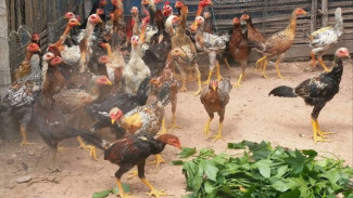 Cara Mudah Memulai Usaha Ternak Ayam KUB, Cocok untuk Pemula dengan Modal Kecil