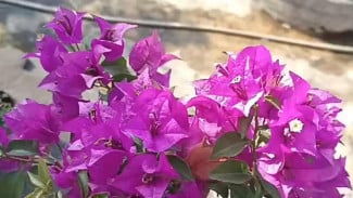 Rahasia Membungakan Bougenville Pakai Pupuk NPK, Langsung Mekar dalam 12 Hari