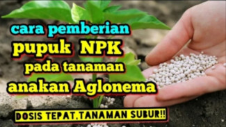 Rahasia Aglaonema Subur Lebat! Cara Aman Kasih Pupuk NPK ke Anakan Aglaonema Biar Gak Mati!