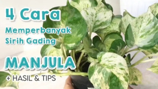 4 Trik Mudah Bikin Sirih Gading Makin Rimbun dan Cantik Cuma dari Satu Pot!