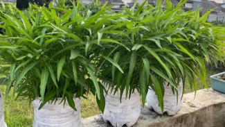 Cara Menanam Kangkung di Galon Bekas, Hasilnya Lebih Mantap dari di Pot!