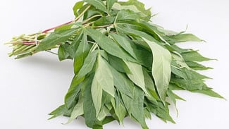 Manfaat Daun Singkong untuk Lansia: Superfood Lokal yang Sering Diremehkan