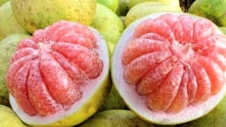 Cuma Modal Biji dan Gelas Bekas, Jeruk Bali Bisa Tumbuh Subur di Rumah Tanpa Ribet!