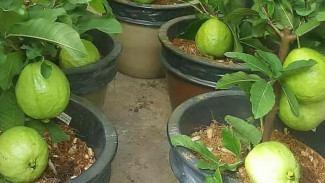 Baru Tanam 5 Bulan, Jambu Kristal Udah Panen! Intip Cara Potong Batang Biar Rimbun dan Berbuah Cepat