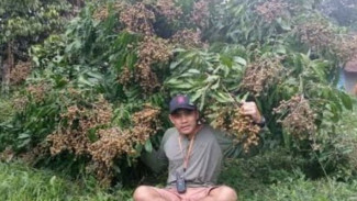 Buat Kelengkeng New Kristal Berbuah Lebat dalam 30 Hari, Modal Booster dan Siram Batang Aja