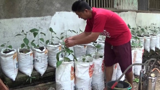 Cuma Modal Puntung Rokok, Cabai Bisa Subur dan Anti Hama! Ini Cara Gampangnya Tanpa Obat Kimia