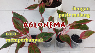 Tips Memperbanyak Aglonema Pakai Pasir Malang, Pasti Berhasil Tanpa Gagal!