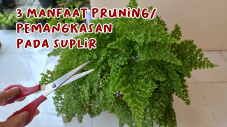 Tanaman Suplir Kusam dan Tidak Sehat? Ini 3 Manfaat Pruning yang Wajib Kamu Tahu!