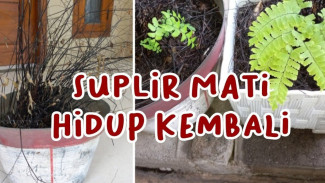 Tanaman Suplir yang Kering Kerontang Bisa Hidup Lagi, Ini Cara Ajaib Menyelamatkannya!
