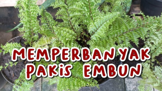 Rahasia Budidaya Pakis Embun Tanpa Ribet, Dijamin Berhasil untuk Pemula
