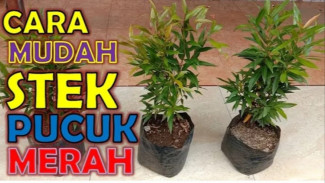 Pucuk Merah Susah Rimbun? Jangan Khawatir, Stek Batang Solusi Mudah Bikin Rimbun Sekejap!