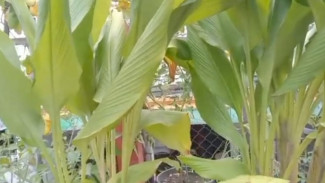 Cuma dari Pot Kecil, Kunyit Ini Bisa Panen Umbi Segede Gaban asal Dirawat Rutin!