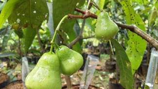 Cangkok vs Sambung Jambu Air, Ini Rahasia Biar Cepat Panen dan Hemat Biaya Tanam di Rumah
