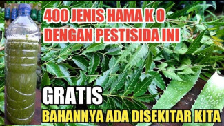 Cuma Daun Pinggir Jalan, Tapi Bisa Usir 400 Jenis Hama! Ini Racikan Pestisida Nabati Super Gampang