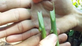 3 Cara Sambung Mangga Biar Cepat Buah Banyak, Modal Daun Muda dan Plastik Bisa Panen Lebat