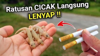 Tokek dan Cicak Langsung Lenyap Pakai Ramuan Ajaib dari Puntung Rokok