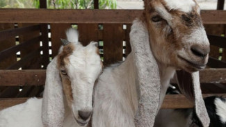 Ternak Kambing Modal Kecil, Pemula Bisa Untung Hingga Puluhan Juta dalam 6 Bulan!