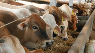 Memulai Usaha Ternak Sapi dari Nol, Keuntungan Cepat Berlipat Ganda!