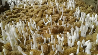 Rahasia Budidaya Jamur Janggel Jagung di Lahan Sempit, Omzet Besar Menanti