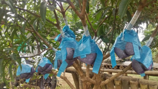 Punya Halaman Kecil? Ini Trik Gila Cangkok Susu Biar Mangga Cepat Punya Akar Lebat