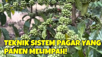 Cara Jenius Menanam Kopi Pakai Sistem Pagar, Perawatah Mudah Hasil Panen Berlimpah