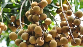 Cara Budidaya Kelengkeng Cepat Berbuah, Tanam Sekali Panen Berkali-kali!
