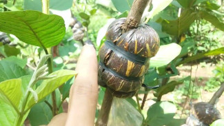 Hanya Modal Plastik dan Serabut Kelapa, Ini Cara Gampang Gandakan Jambu Kristal dalam Sebulan