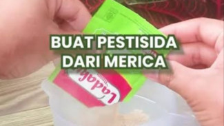 Pestisida Merica! Solusi Mudah dan Murah Basmi Hama, Ini Cara Buatnya