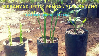 Cuma Modal Tanah dan Air, Begini Trik Stek Jeruk Lemon Bisa Tumbuh Subur Tanpa Perangsang Akar