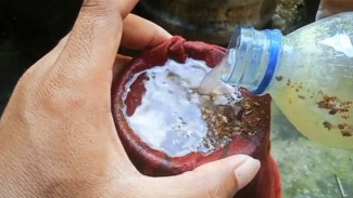 Hasilnya Bikin Kaget, Ini Cara Ampuh Basmi Rayap dengan Bahan Rumahan: Murah, Mudah, dan Efektif!