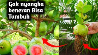 Cuma Modal Lidah Buaya dan Jeruk, Jambu Kristal Bisa Tumbuh Subur dan Cepat Berbuah!
