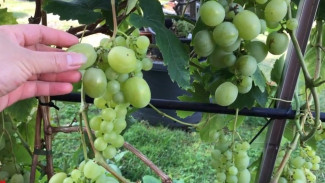 Rahasia Menanam Anggur Agar Cepat Berbuah dan Siap Jadi Ladang Cuan Buat Kamu yang Telaten