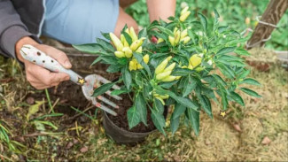 Mau Panen Cabai Seperti di Kebun? Terapkan Kunci Pindah Tanam Ini di Jam 4 Sore