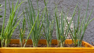 Tak Perlu Lahan Luas, Tanam Daun Bawang di Keranjang Lebih Mudah dan Cepat Panen
