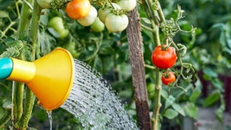 Siramkan Pupuk Cair Ini, Buah Tomat akan Besar dan Bisa Panen Melimpah