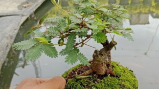 Cara Membuat Bonsai Tanaman Putri Malu: Mudah, Unik, dan Bisa Hidup Puluhan Tahun