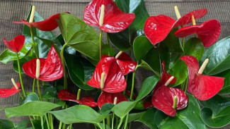 Jangan Sampai Anthurium Sulit Berbunga! Ini Cara Perawatan & Pemupukan Super Ampuh Biar Mekar Terus