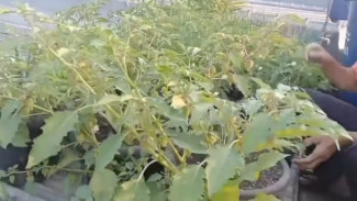 Rahasia Merawat Cabe Keriting dalam Pot dengan Sukses dan Mudah untuk Hasil Maksimal