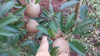 Cuma 1,5 Meter Tapi Buahnya Gede-Gede! Rahasia Tanam Sawo Jumbo di Belakang Rumah