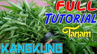 Cuma Modal Polybag Kecil dan Benih, Hasilkan Kangkung Melimpah untuk Makan Sehat Tiap Hari