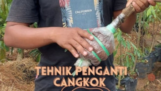 Cuma Butuh 1 Bulan! Teknik Himpit Akar Ini Bikin Tanaman Rimbun dan Cepat Ditanam Ulang!