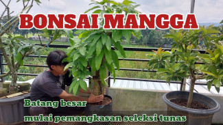Pohon Gendut Pendek Ini Disulap Jadi Bonsai Mahal, Rahasia Cangkok Susunya Bikin Takjub!