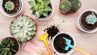 Tips Membuat Tanah Nutrisi untuk Tanaman Hias, Cukup Pakai Limbah
