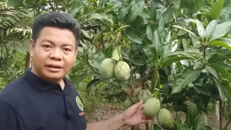 Rahasia Bikin Pohon Mangga dari Biji Cepat Berbuah dan Lebat Meski Ditanam di Pekarangan