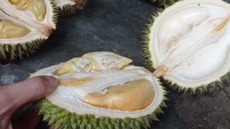 Buahnya Jelek dan Jatuh Duluan? Ini Cara Biar Durian Gagal Panen Tetap Layak Dimakan!