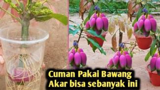 Teknik Gokil Biar Mangga Cepat Berakar: Cuma Modal Pisang, Telur, dan Botol Bekas!