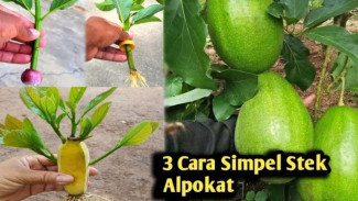 Mau Bibit Alpukat Cepat Jadi? Coba Cara Ajaib Pakai Bawang Merah dan Botol Air Ini!