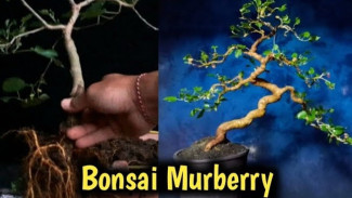 Awas, Akar Bonsai Kamu Bisa Jadi Biang Masalah! Ini Cara Biar Tumbuh Rapi dan Subur