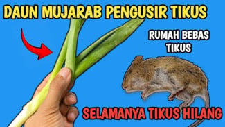 Tikus Betah di Rumah? Coba Ramuan Ajaib Ini, Mereka Auto Kabur Tanpa Pamit Lagi!